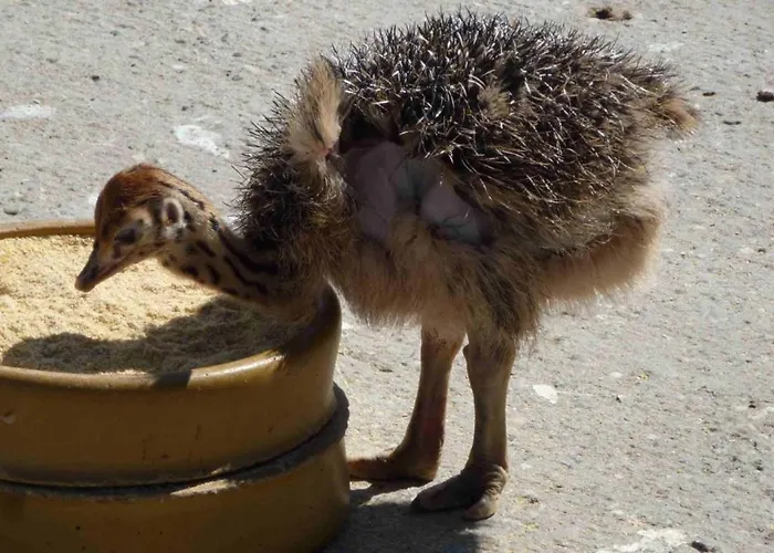 Agnes 펜션 Ramberg